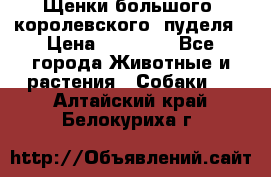 Щенки большого (королевского) пуделя › Цена ­ 25 000 - Все города Животные и растения » Собаки   . Алтайский край,Белокуриха г.
